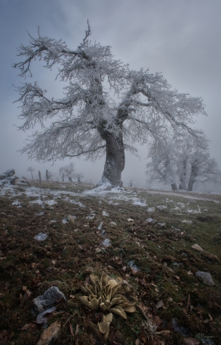 sierra de las nieves