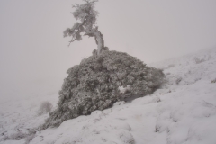 nevada